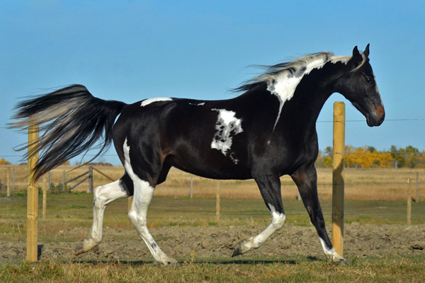 Absolute Striking Image DF - American Saddlebred Mare as a 8 yr old