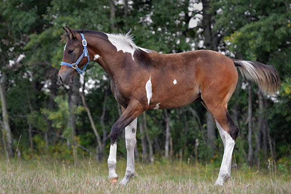 MoonShyne DF - By Shy Gayfeen++++// out of Champion producing pinto mare