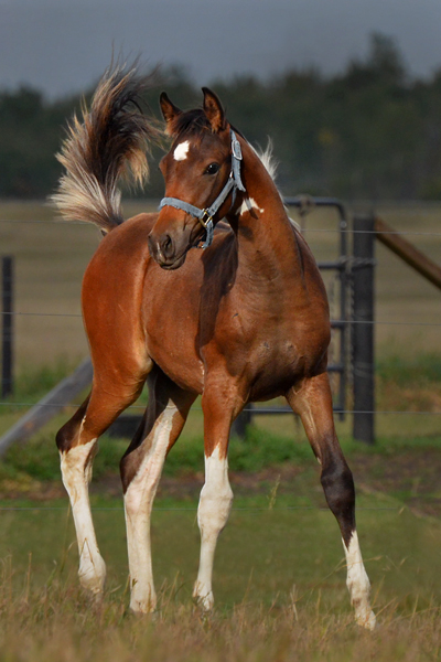 MoonShyne DF - By Shy Gayfeen++++// out of Champion producing pinto mare