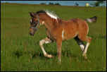 2012 Bay Tobiano colt