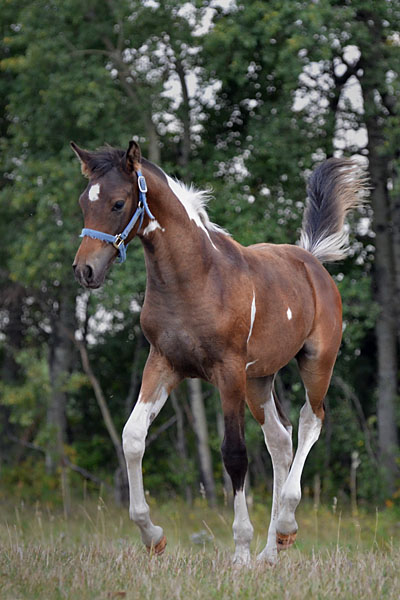 MoonShyne DF - By Shy Gayfeen++++// out of Champion producing pinto mare