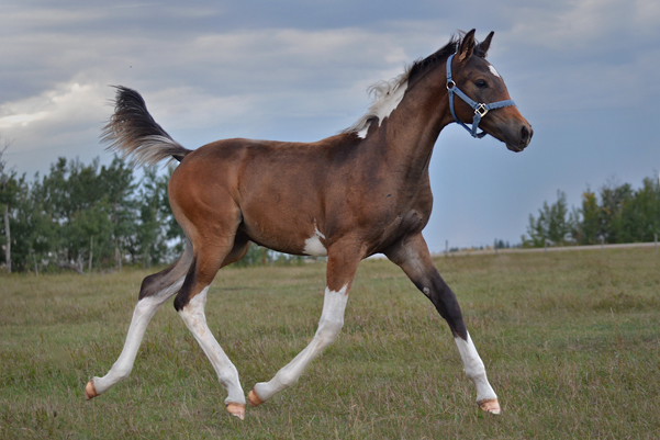 MoonShyne DF - By Shy Gayfeen++++// out of Champion producing pinto mare