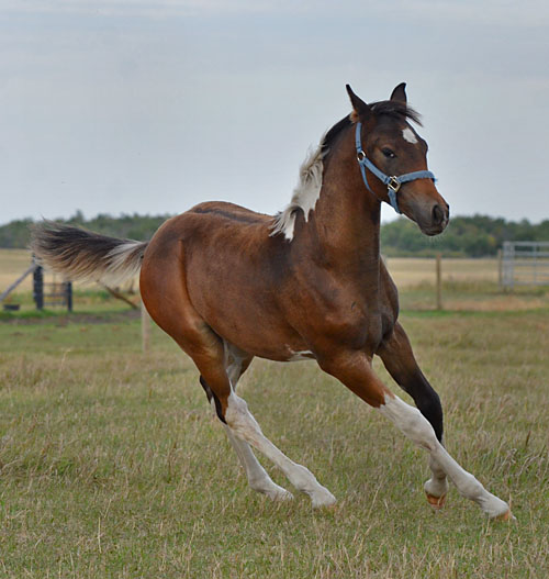 MoonShyne DF - By Shy Gayfeen++++// out of Champion producing pinto mare