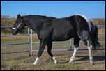 Special QT Designr DF - Homozygous Tobiano APHA Mare