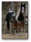 Canadian Red Rose - Homozygous Tobiano Mare