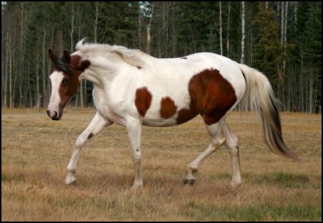 Rosie as a 3 yr old