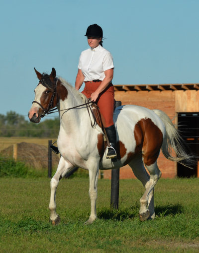 Rhythm N'Roses DF - By Legacy of Gold son out of Champion producing pinto mare
