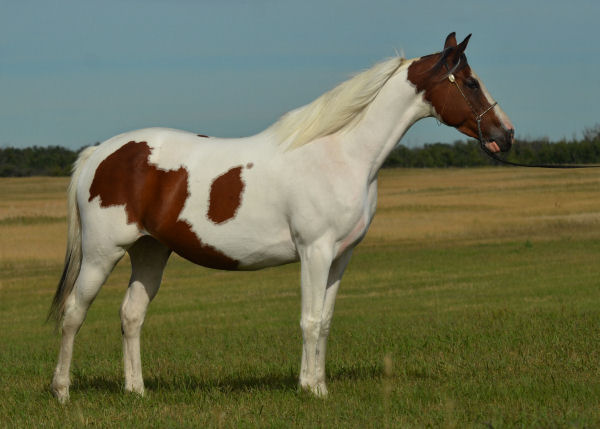 Rhythm N'Roses DF - By Legacy of Gold son out of Champion producing pinto mare