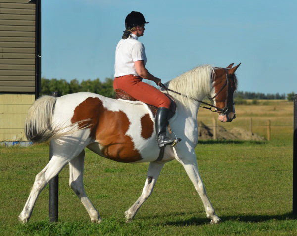 Rhythm N'Roses DF - By Legacy of Gold son out of Champion producing pinto mare