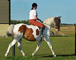 2003 1/2 Arabian Bay Tobiano filly