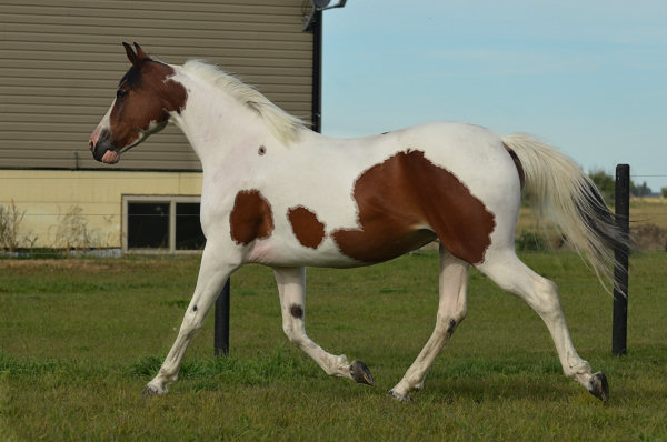 Rhythm N'Roses DF - By Legacy of Gold son out of Champion producing pinto mare