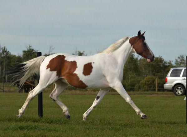 Rhythm N'Roses DF - By Legacy of Gold son out of Champion producing pinto mare