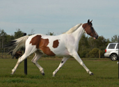 2003 1/2 Arabian Bay Tobiano filly