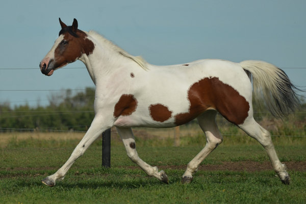 Rhythm N'Roses DF - By Legacy of Gold son out of Champion producing pinto mare