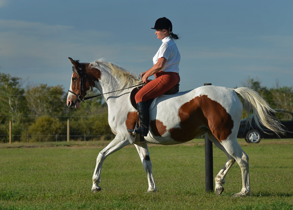 Rhythm N'Roses DF - By Legacy of Gold son out of Champion producing pinto mare