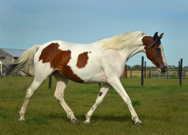 Rhythm N'Roses DF - By Legacy of Gold son out of Champion producing pinto mare