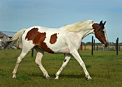 2003 1/2 Arabian Bay Tobiano filly