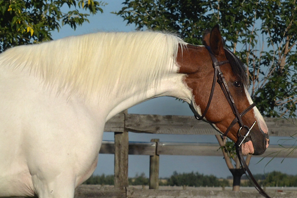 Rhythm N'Roses DF - By Legacy of Gold son out of Champion producing pinto mare