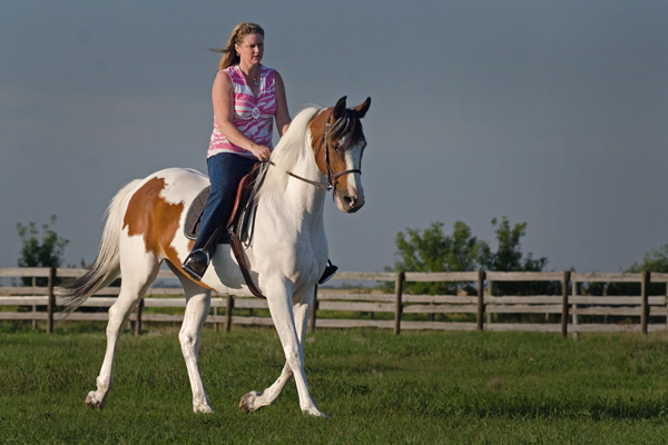 Rhythm N'Roses DF - By Legacy of Gold son out of Champion producing pinto mare
