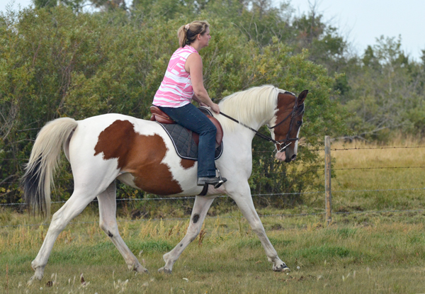 Rhythm N'Roses DF - By Legacy of Gold son out of Champion producing pinto mare