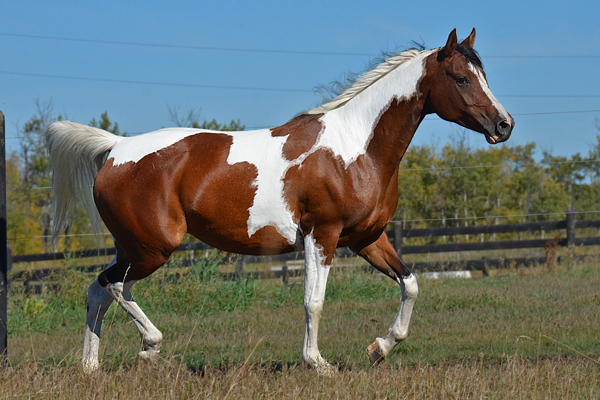 Bay Tobiano 3/4 Arabian