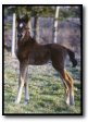 daughter of Desperado's Dezirae