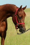 Chestnut filly by Dream Synsation