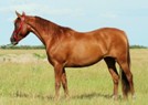 Chestnut filly