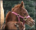 Chestnut filly by Dream Synsation