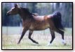 1995 Bay Arabian mare