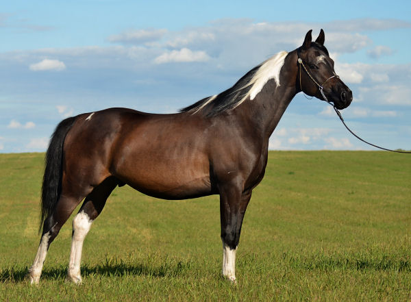 Denakh DF (Dream Synsation x CH Kherida)