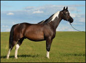 2008 Bay Tobiano colt