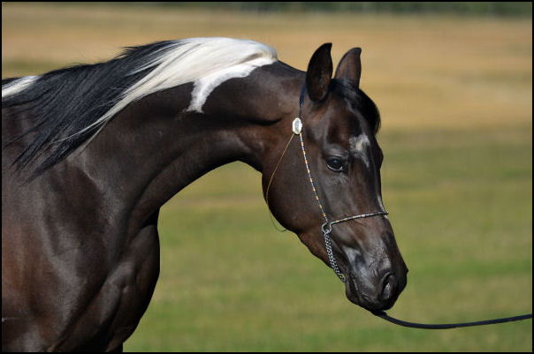 Denakh DF (Dream Synsation x CH Kherida)