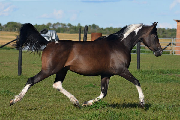 Denakh DF (Dream Synsation x CH Kherida)