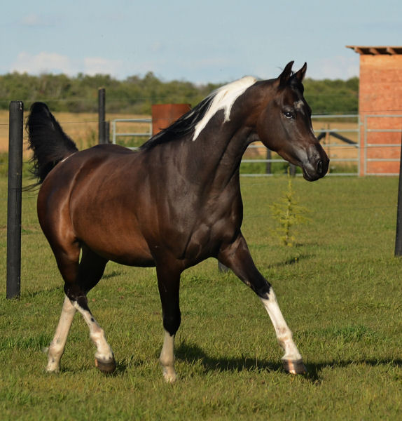 Denakh DF (Dream Synsation x CH Kherida)