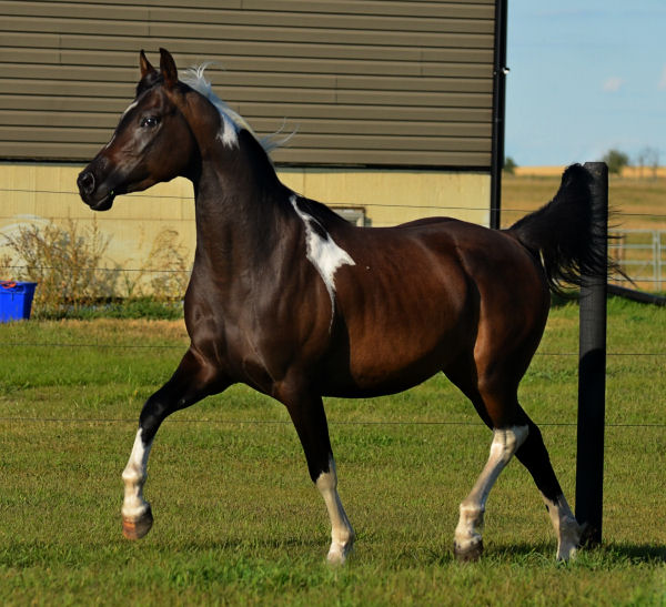 Denakh DF (Dream Synsation x CH Kherida)