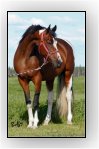 Lightning Bug's Firefly - Homozygous Tobiano Saddlebred mare