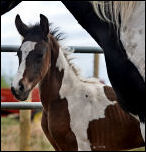 2011 1/2 Arabian Bay Tobiano colt