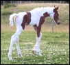 1/2 Arabian bay Tobiano Gelding