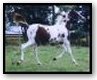 Ozzy - Chestnut Homozygous Tobiano colt