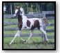 Outrageous By Design DF - Chestnut Homozygous tobiano colt