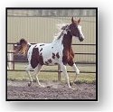 Sporthorse prospect Homozygous tobiano colt