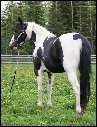 Purebred APHA