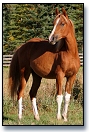 2005 Chestnut Arabian filly with Flaxen Mane