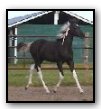 Dam - Fancy By Design - Homozygous bay tobiano