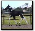 Homozygous black tobiano colt