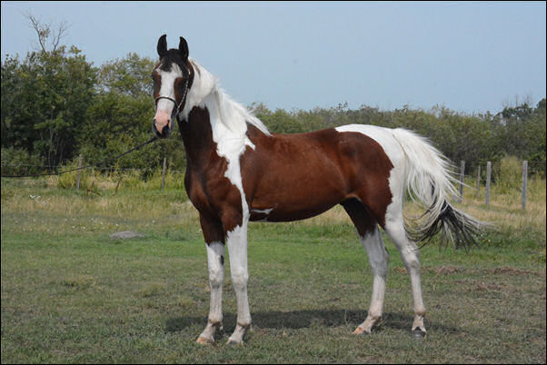 Unique Ambition DF - By Legacy of Gold son out of Champion producing pinto mare