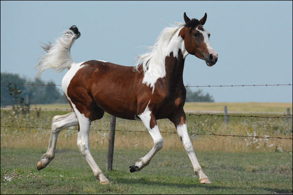 Unique Ambition DF - By Legacy of Gold son out of Champion producing pinto mare