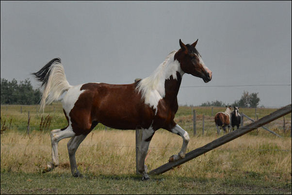 Unique Ambition DF - By Legacy of Gold son out of Champion producing pinto mare