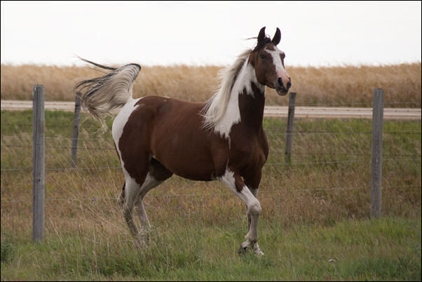 Unique Ambition DF - By Legacy of Gold son out of Champion producing pinto mare